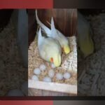 اطلاعات درباره عروس هلندی: آنچه که باید درباره این پرنده محبوب بدانید