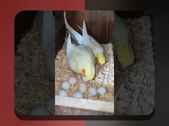 اطلاعات درباره عروس هلندی: آنچه که باید درباره این پرنده محبوب بدانید